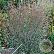 Schizachyrium sc. 'Blue Heaven' GM P9