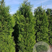 Thuja occ. 'Brabant' 300-350 cm draadkluit solitair