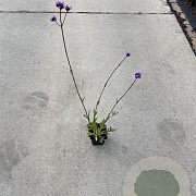 Verbena bonariensis GM P9