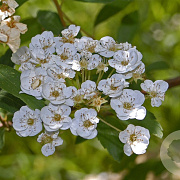 Spiraea chamaedryfolia 15-30 cm wortelgoed 0/1