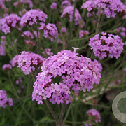 Verbena bon. 'Lollipop' GM P9