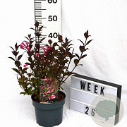 Weigela florida 'Victoria' 30-40 cm 3,0L