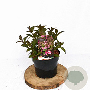Weigela florida 'Victoria' 30-40 cm 3,0L
