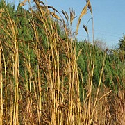 Andropogon hallii 'JS Yellow Konza' GM P9