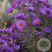 Aster n.-a. 'W. Bowman' GM P9
