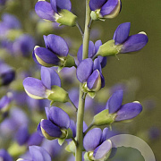 Baptisia 'Blue Bubbly' GM P9