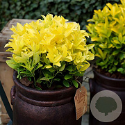 Euonymus jap. El Dorado 20-25 cm 2,0L