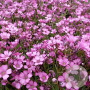 Gypsophila 'Jolien' GM P9