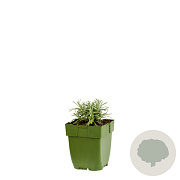 Helichrysum italicum GM  P11