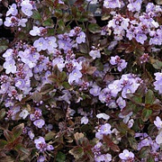 Veronica 'Madame Mercier' GM P9