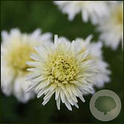 Chamaemelum nobile 'Treneague' GM P9 BIO