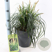 Carex Ribbon Falls 30-40 cm 6,5L