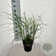 Miscanthus sin. 'Kleine Silbersp.' 60-100 cm 6,5L