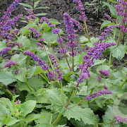 Salvia vert. 'Smouldering Torches' GM P9