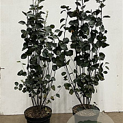 Amelanchier spicata 80-100 cm 7,5L