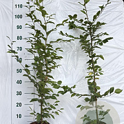 Carpinus betulus 100-125 cm 2,5L