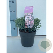 Andromeda polifolia 'Blue Ice' 25-30 cm 2,0L