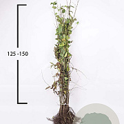 Carpinus betulus 125-150 cm wortelgoed
