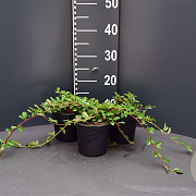 Cotoneaster dammeri GM P13