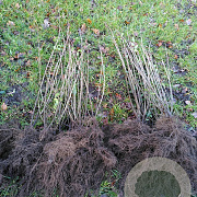 Ligustrum vulgare 60-100 cm wortelgoed