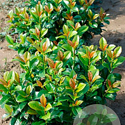 Prunus l. 'Gabi' 20-30 cm wortelgoed 0/2