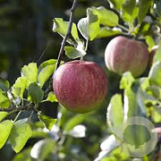 Malus domestica hoogstam wortelgoed leiboom