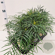 Mahonia eurybracteata 'Soft Caress' 20-30 cm 2,5L