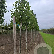 Magnolia kobus 8-10 cm draadkluit