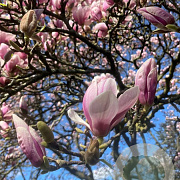 Magnolia soulangeana 175-200 cm container meerstammig