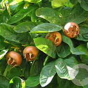 Mespilus germanica 'Nottingham' 8-10 HA container