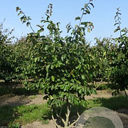 Parrotia persica 150-175 cm met kluit meerstammig