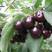 Prunus a. 'Hedelf. Riesenkirsche' 8-10 HA wortelgoed