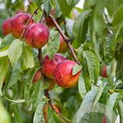 Prunus a. 'Venus' 8-10 HO wortelgoed