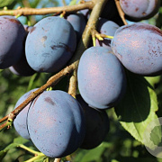 Prunus d. 'Hanita' halfstam wortelgoed