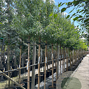 Prunus dulcis 'Makako' 6-8 HO container