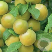 Prunus d. 'Ontario' halfstam wortelgoed