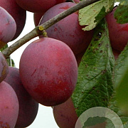 Prunus d. 'Opal' 8-10 HO wortelgoed