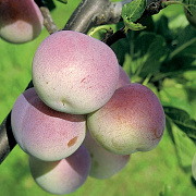 Prunus d. 'Reine Claude d'Althan' 8-10 HA wortelgoed