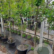 Prunus d. 'Reine Claude d'Oullins' 10-12 HA container