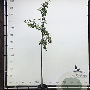 Prunus d. 'Victoria' 6-8 HO container
