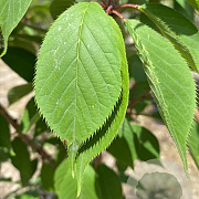 Prunus ser. 'Kanzan' 12-14 HO container