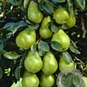 Pyrus c. 'Beurré Alexandre Lucas' 6-8 HO wortelgoed