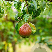 Pyrus c. 'Bonne Louise d'Avranches' 8-10 HO wortelgoed