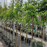 Pyrus c. 'Conference' 6-8 HO container