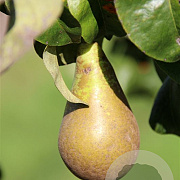 Pyrus c. 'Conference' 6-8 HO wortelgoed