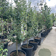 Pyrus c. 'Gieser Wildeman' laagstam container leiboom scherm