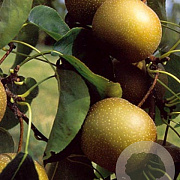 Pyrus pyrifolia 'Kosui' struik wortelgoed