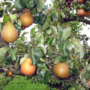 Pyrus c. 'Beurré Hardy' 6-8 HO wortelgoed