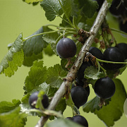 Ribes Jostaberry 80-100 cm 5,0L