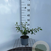Chaenomeles sup. 'Nicoline' 30-40 cm 2,5L